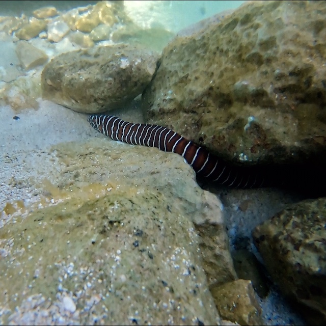 Brown and white striped zebra moray eel slithering between the rocks at Ko Olina's secret lagoon. While it's rare to see eels while snorkeling in Ko Olina, they are likely hiding between the rock crevices, so keep your eyes peeled!