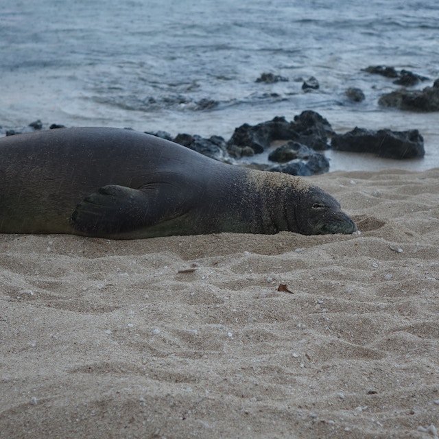Hawaiian monk seal lounging on the sand. While Hawaiian monk seals are endangered and extremely rare, they do make the occasional appearance at the Ko Olina lagoons. If you see them, be sure to give them space!