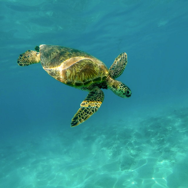 Hawaiian green sea turtle diving under the water in Ko Olina, Hawaii. Ko Olina is one of the best snorkeling spots on Oahu.
