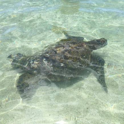 A turtle swimming in the shallow waters of the secret Ko Olina lagoon. One of the best things to do in Ko Olina is snorkel, because there are so many marine animals living in its waters!