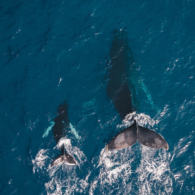Aerial view of mom and baby whale in the blue Pacific Ocean. In the winter, whales come down to Hawaii, and many boat companies offer whale watching tours. Between December and March, it's one of the best things to do in Ko Olina.